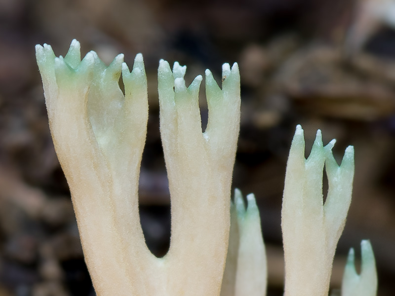 Ramaria apiculata